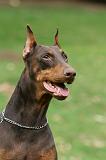 DOBERMANN 339